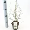 Gulščioji sofora - Sophora prostrata Little Baby