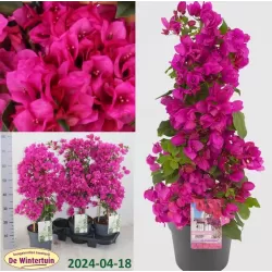Bugenvilija (purpurinė) - Bougainvillea SANDERIANA