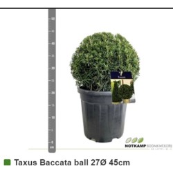 Taxus Baccata ball 27Ø