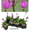 Dodecatheon meadia