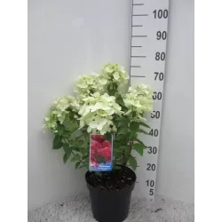 Šluotelinė hortenzija - Hydrangea paniculata DIAMANT ROUGE