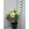 Šluotelinė hortenzija - Hydrangea paniculata DIAMANT ROUGE