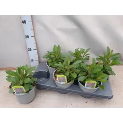 Patagoninė verbena - Verbena bonariensis