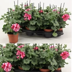 Skydalapė (svyranti, bekvapė) pelargonija - Pelargonium peltatum TOSCANA LOLLIPOP NIXE