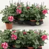 Pelargonium peltatum LOLLIPOP NIXE