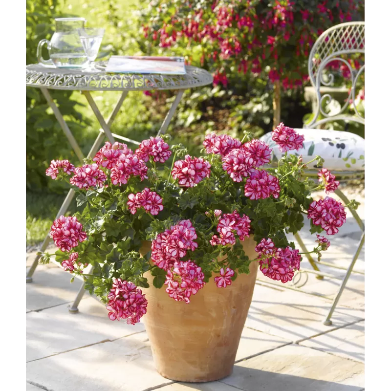 Skydalapė (svyranti, bekvapė) pelargonija - Pelargonium peltatum TOSCANA LOLLIPOP NIXE