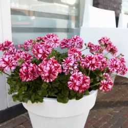 Skydalapė (svyranti, bekvapė) pelargonija - Pelargonium peltatum TOSCANA LOLLIPOP NIXE