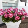 Skydalapė (svyranti, bekvapė) pelargonija - Pelargonium peltatum TOSCANA LOLLIPOP NIXE