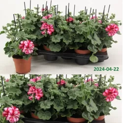 Skydalapė (svyranti, bekvapė) pelargonija - Pelargonium peltatum TOSCANA LOLLIPOP NIXE
