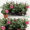 Skydalapė (svyranti, bekvapė) pelargonija - Pelargonium peltatum TOSCANA LOLLIPOP NIXE