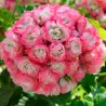Juostotoji pelargonija - Pelargonium zonale APPLEBLOSSOM