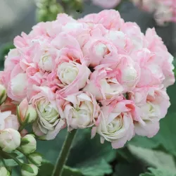 Pelargonium zonale APPLEBLOSSOM