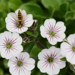 Himalajinė guboja - Gypsophila cerastioides