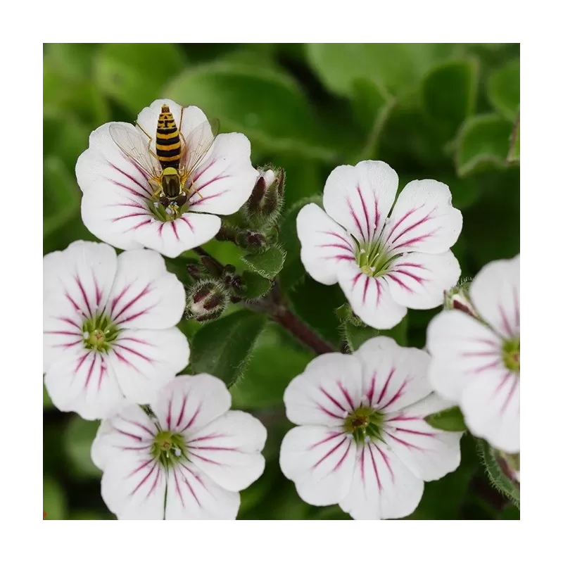 Gypsophila cerastioides