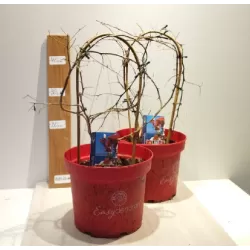 Bugenvilija (raudona) - Bougainvillea red