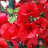 Bugenvilija (raudona) - Bougainvillea red