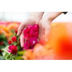 Bugenvilija (raudona) - Bougainvillea red