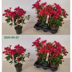 Bugenvilija (raudona) - Bougainvillea red