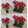 Bugenvilija (raudona) - Bougainvillea red