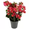 Bugenvilija (raudona) - Bougainvillea red