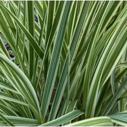 Cortaderia selloana PINK PHANTOM
