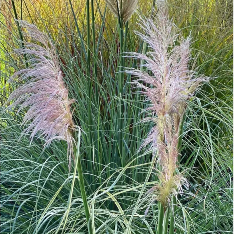 Cortaderia selloana PINK PHANTOM