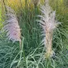 Cortaderia selloana PINK PHANTOM