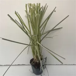 Argentininė kortaderija - Cortaderia selloana PINK PHANTOM