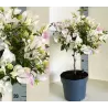 Bugenvilija - Bougainvillea ELIZABETH DOXEY