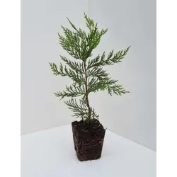 Leilando kiparisas - Cupressocyparis leylandii