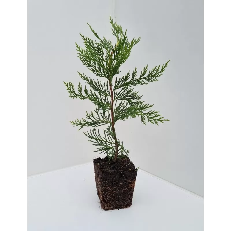 Leilando kiparisas - Cupressocyparis leylandii