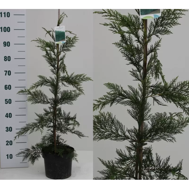 Cupressocyparis leylandii