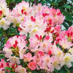 Garden plants/Trees/Flowers/ web-shop