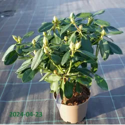 Garden plants/Trees/Flowers/ web-shop