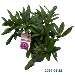 Jakušimaninis rododendras - Rhododendron yakushimanum MONSEUR MARCEL MENARD
