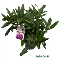 Garden plants/Trees/Flowers/ web-shop