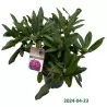 Garden plants/Trees/Flowers/ web-shop