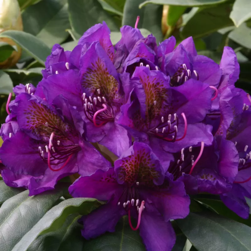 Garden plants/Trees/Flowers/ web-shop