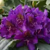 Garden plants/Trees/Flowers/ web-shop