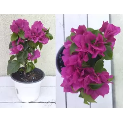 Bugenvilija - Bougainvillea glabra VERA DEEP PURPLE IMPROVED