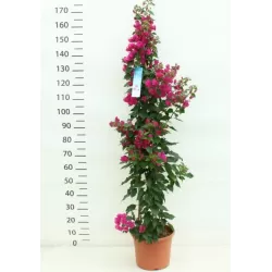Bugenvilija - Bougainvillea glabra VERA DEEP PURPLE IMPROVED
