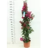 Bugenvilija - Bougainvillea glabra VERA DEEP PURPLE IMPROVED