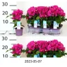 Bugenvilija - Bougainvillea glabra VERA DEEP PURPLE IMPROVED