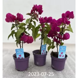 Bugenvilija - Bougainvillea glabra VERA DEEP PURPLE IMPROVED