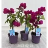 Bugenvilija - Bougainvillea glabra VERA DEEP PURPLE IMPROVED