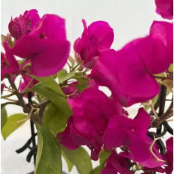 Bugenvilija - Bougainvillea glabra VERA DEEP PURPLE IMPROVED