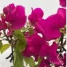 Bugenvilija - Bougainvillea glabra VERA DEEP PURPLE IMPROVED