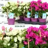 Bugenvilija - Bougainvillea glabra VERA DEEP PURPLE IMPROVED