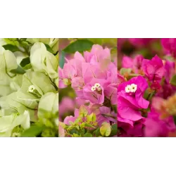 Bugenvilija - Bougainvillea glabra VERA WHITE IMPROVED