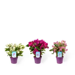 Bugenvilija - Bougainvillea glabra VERA WHITE IMPROVED